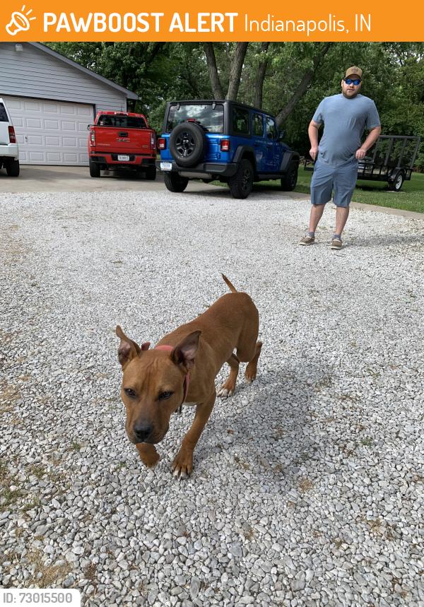 Found/Stray Male Dog last seen E 14th St and Shadeland Ave, Indianapolis, IN 46219
