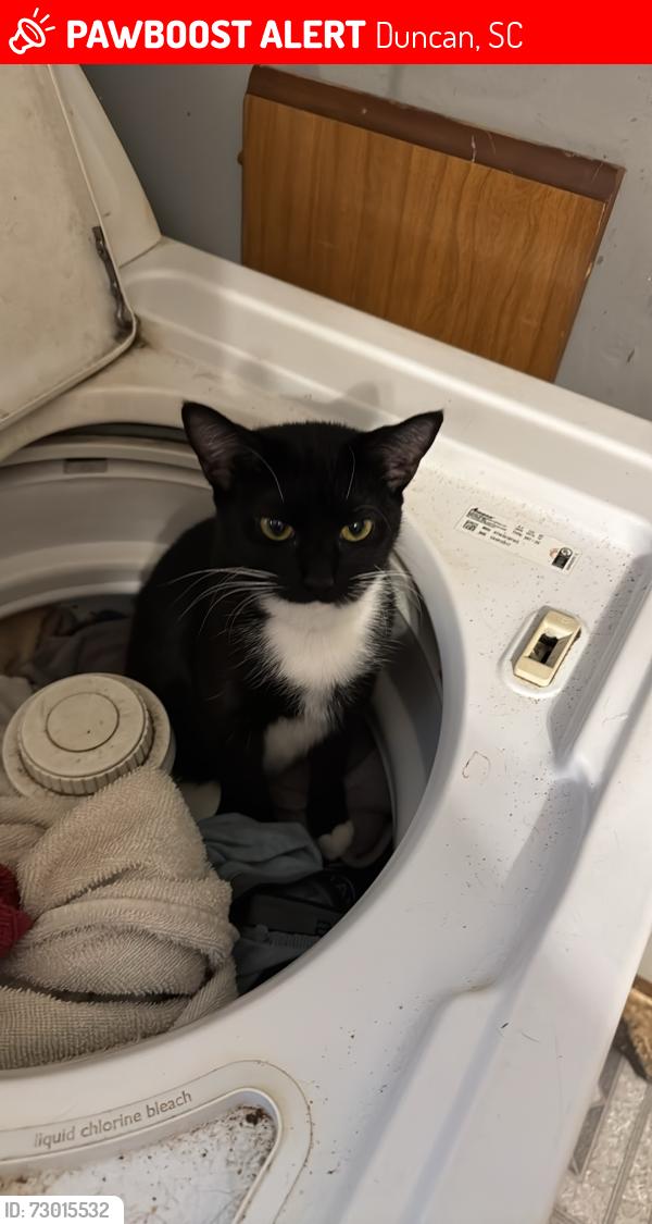 Lost Female Cat last seen Near , Duncan, SC 29334