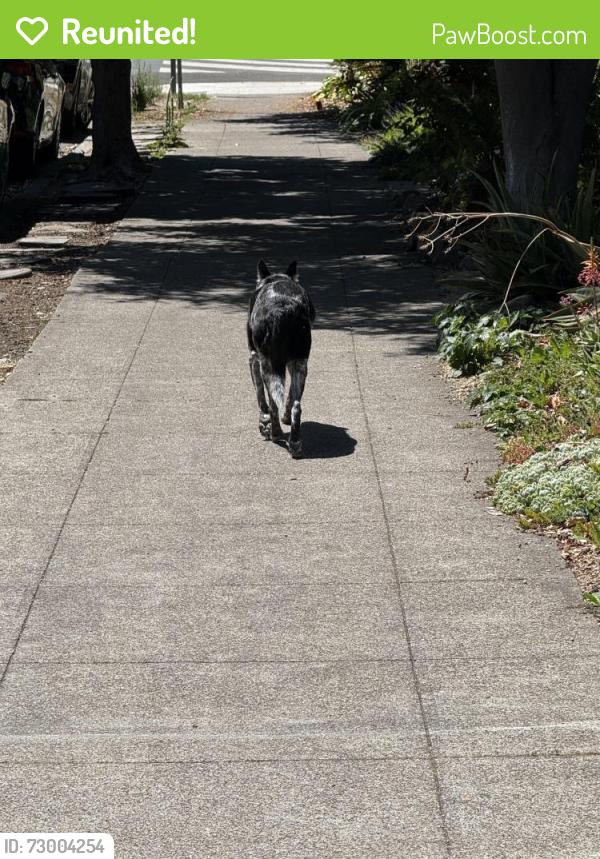 Reunited Unknown Dog last seen 61st and Hillegass, Oakland, CA 94618