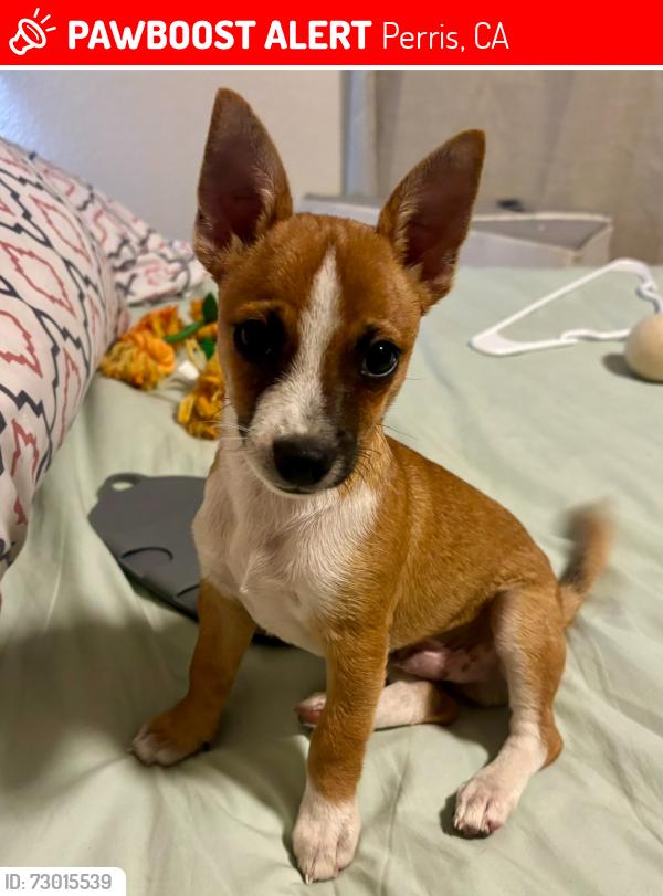 Lost Male Dog last seen Enchanted hills park Diana street, Perris, CA 92570