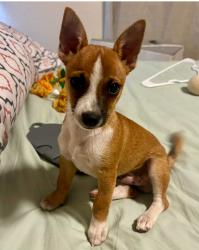 Lost Male Dog last seen Enchanted hills park Diana street, Perris, CA 92570