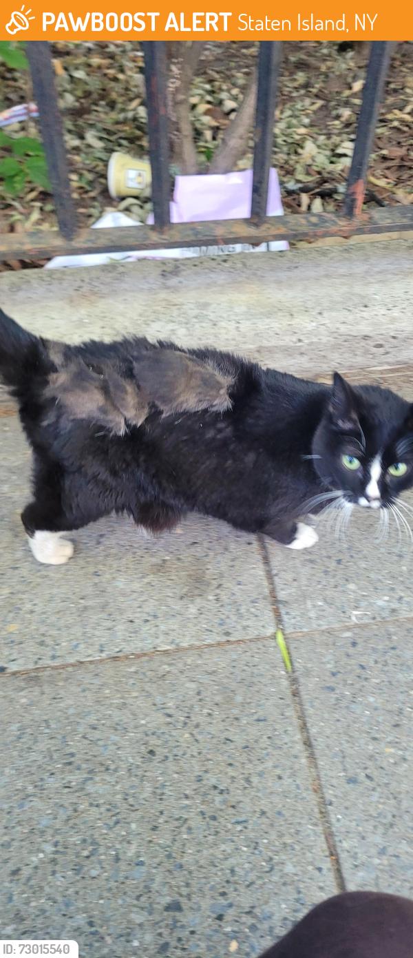 Found/Stray Female Cat last seen Near Broad St, Staten Island, NY 10304