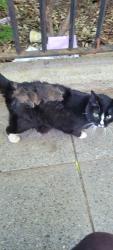 Found/Stray Female Cat last seen Near Broad St, Staten Island, NY 10304