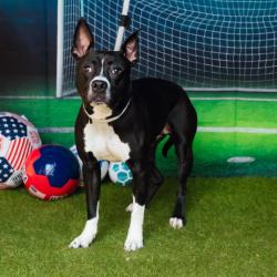 Shelter Stray Female Dog last seen , Animal Care & Control Team of Philly, 111 W Hunting Park Ave, Philadelphia, PA 19140, USA