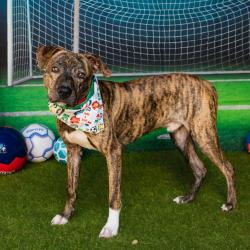 Shelter Stray Male Dog last seen , Animal Care & Control Team of Philly, 111 W Hunting Park Ave, Philadelphia, PA 19140, USA