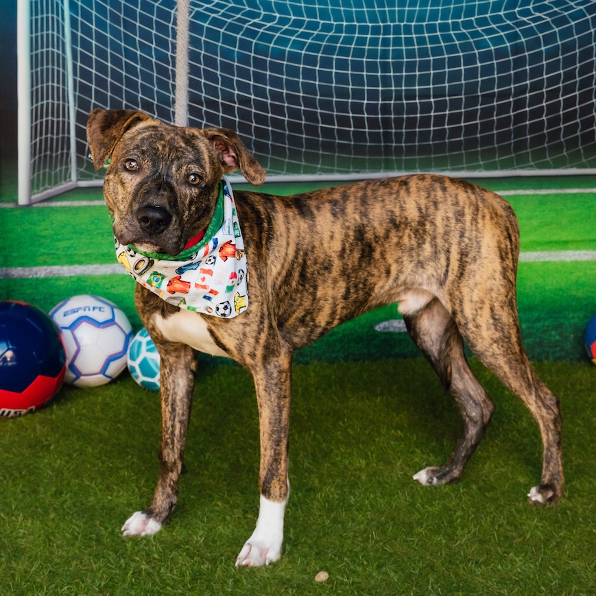 Shelter Stray Male Dog last seen , Animal Care & Control Team of Philly, 111 W Hunting Park Ave, Philadelphia, PA 19140, USA