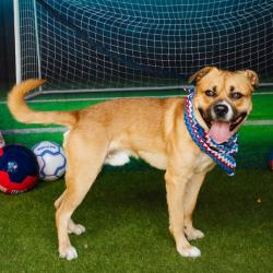 Shelter Stray Male Dog last seen , Animal Care & Control Team of Philly, 111 W Hunting Park Ave, Philadelphia, PA 19140, USA