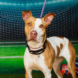 Shelter Stray Female Dog last seen , Animal Care & Control Team of Philly, 111 W Hunting Park Ave, Philadelphia, PA 19140, USA