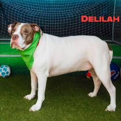 Shelter Stray Female Dog last seen , Animal Care & Control Team of Philly, 111 W Hunting Park Ave, Philadelphia, PA 19140, USA