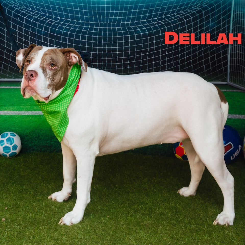 Shelter Stray Female Dog last seen , Animal Care & Control Team of Philly, 111 W Hunting Park Ave, Philadelphia, PA 19140, USA