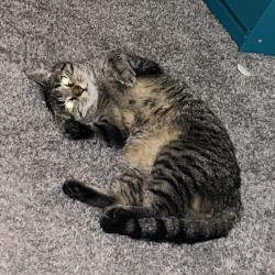 Shelter Stray Female Cat last seen , Animal Care & Control Team of Philly, 111 W Hunting Park Ave, Philadelphia, PA 19140, USA