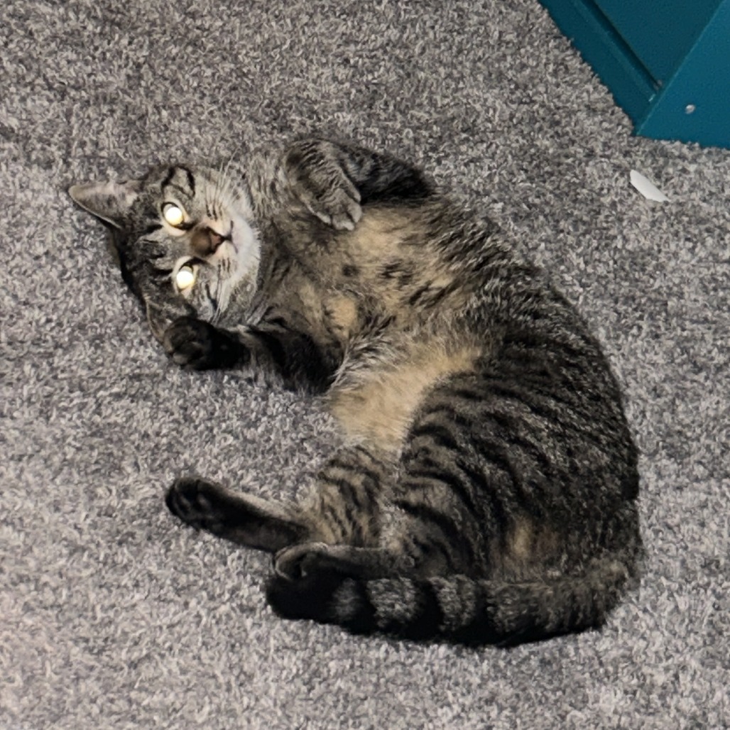 Shelter Stray Female Cat last seen , Animal Care & Control Team of Philly, 111 W Hunting Park Ave, Philadelphia, PA 19140, USA