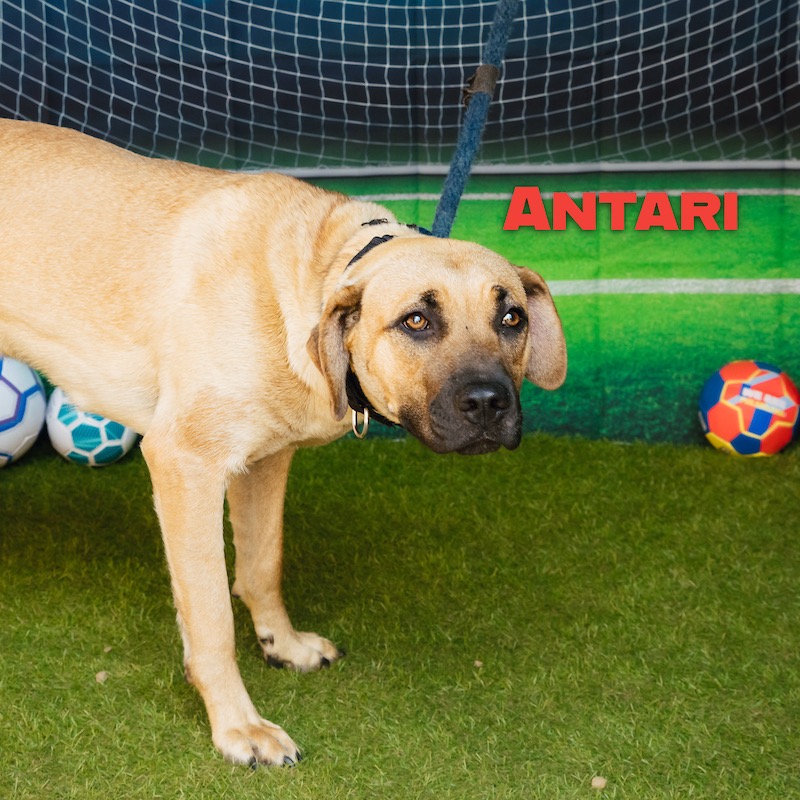 Shelter Stray Female Dog last seen , Animal Care & Control Team of Philly, 111 W Hunting Park Ave, Philadelphia, PA 19140, USA