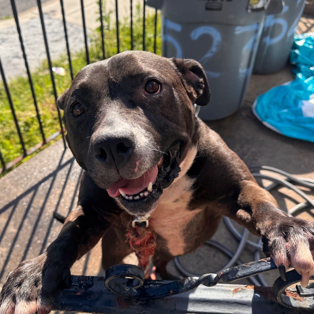 Shelter Stray Female Dog last seen , Animal Care & Control Team of Philly, 111 W Hunting Park Ave, Philadelphia, PA 19140, USA