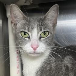 Shelter Stray Female Cat last seen , 4575 E Mesquite Ave, Palm Springs, CA 92264, USA