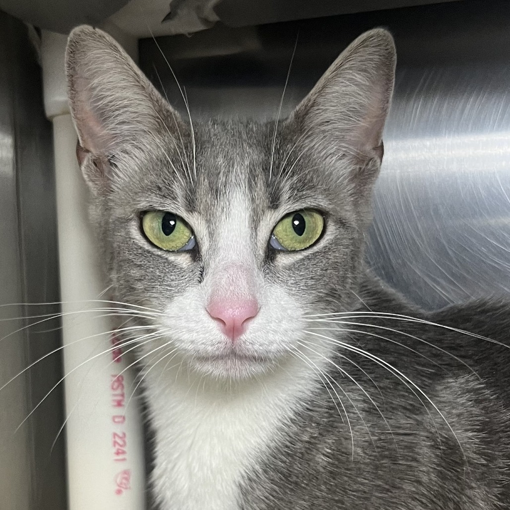 Shelter Stray Female Cat last seen , 4575 E Mesquite Ave, Palm Springs, CA 92264, USA