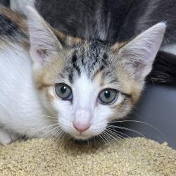 Shelter Stray Unknown Cat last seen , 4575 E Mesquite Ave, Palm Springs, CA 92264, USA