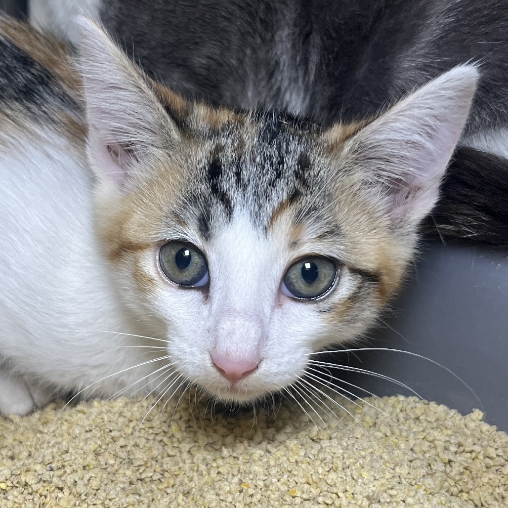 Shelter Stray Unknown Cat last seen , 4575 E Mesquite Ave, Palm Springs, CA 92264, USA