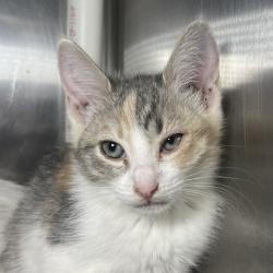 Shelter Stray Unknown Cat last seen , 4575 E Mesquite Ave, Palm Springs, CA 92264, USA