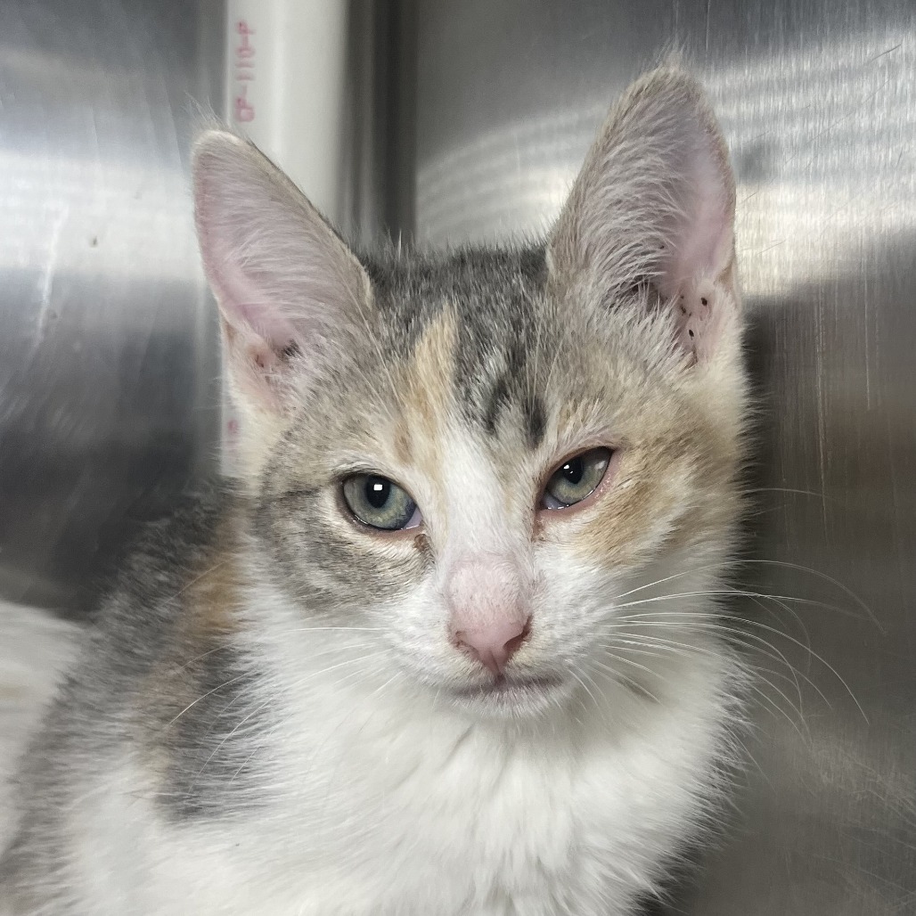 Shelter Stray Unknown Cat last seen , 4575 E Mesquite Ave, Palm Springs, CA 92264, USA