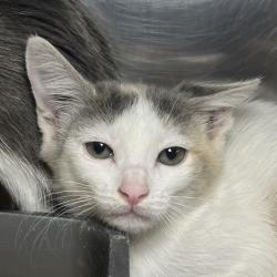 Shelter Stray Unknown Cat last seen , 4575 E Mesquite Ave, Palm Springs, CA 92264, USA
