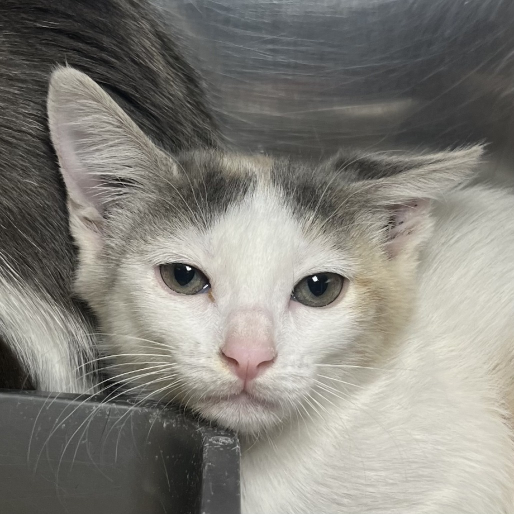 Shelter Stray Unknown Cat last seen , 4575 E Mesquite Ave, Palm Springs, CA 92264, USA