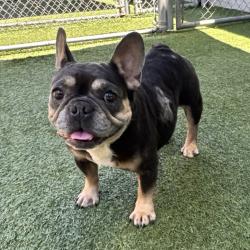 Shelter Stray Female Dog last seen , 12910 Yukon Ave, Hawthorne, CA 90250, USA