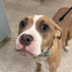Shelter Stray Female Dog last seen , 8464 Beach Blvd, Jacksonville, FL 32216, USA