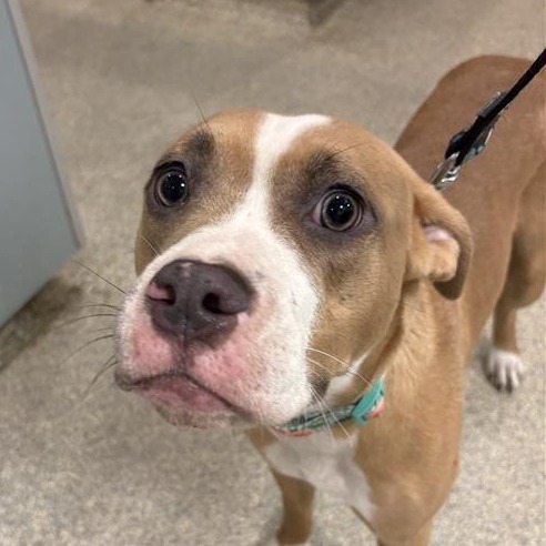 Shelter Stray Female Dog last seen , 8464 Beach Blvd, Jacksonville, FL 32216, USA