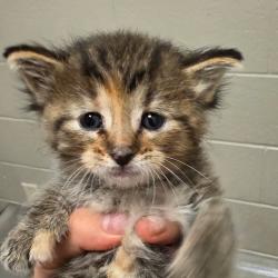 Shelter Stray Female Cat last seen , 54687 Co Rd 19, Bristol, IN 46507, USA