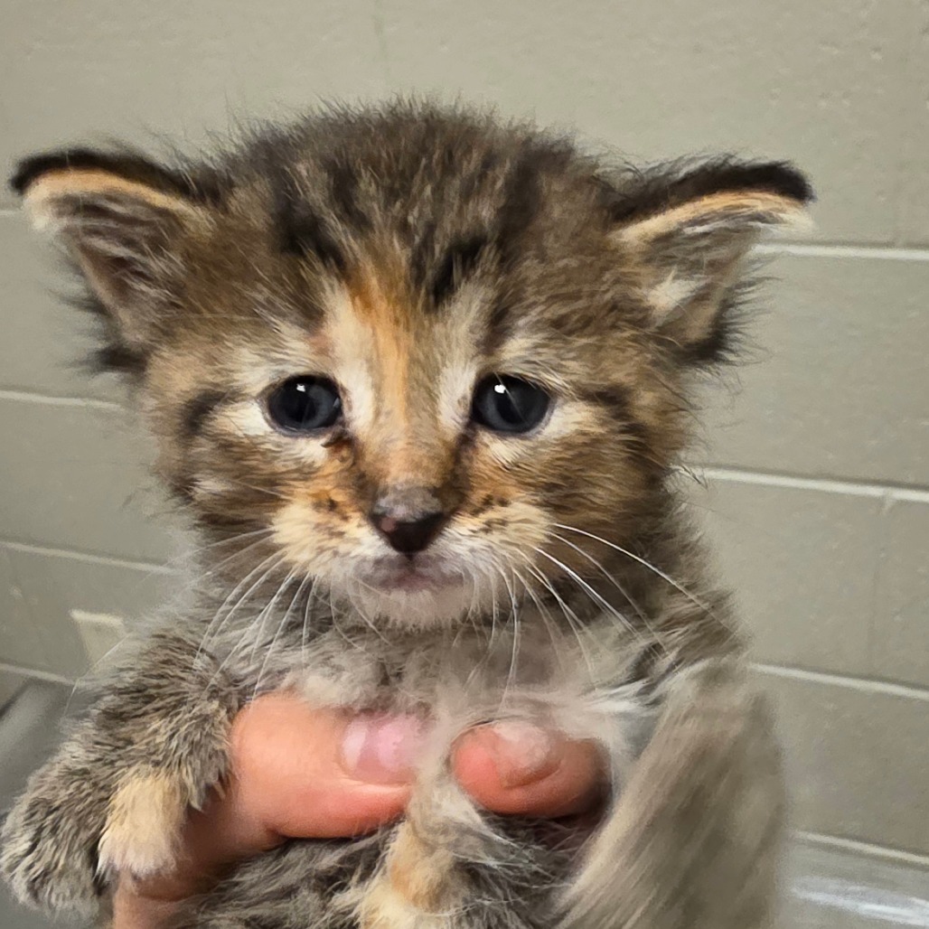Shelter Stray Female Cat last seen , 54687 Co Rd 19, Bristol, IN 46507, USA