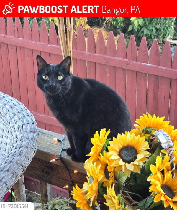 Lost Male Cat last seen 4th st in Bangor pa, Bangor, PA 18013