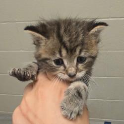 Shelter Stray Male Cat last seen , 54687 Co Rd 19, Bristol, IN 46507, USA