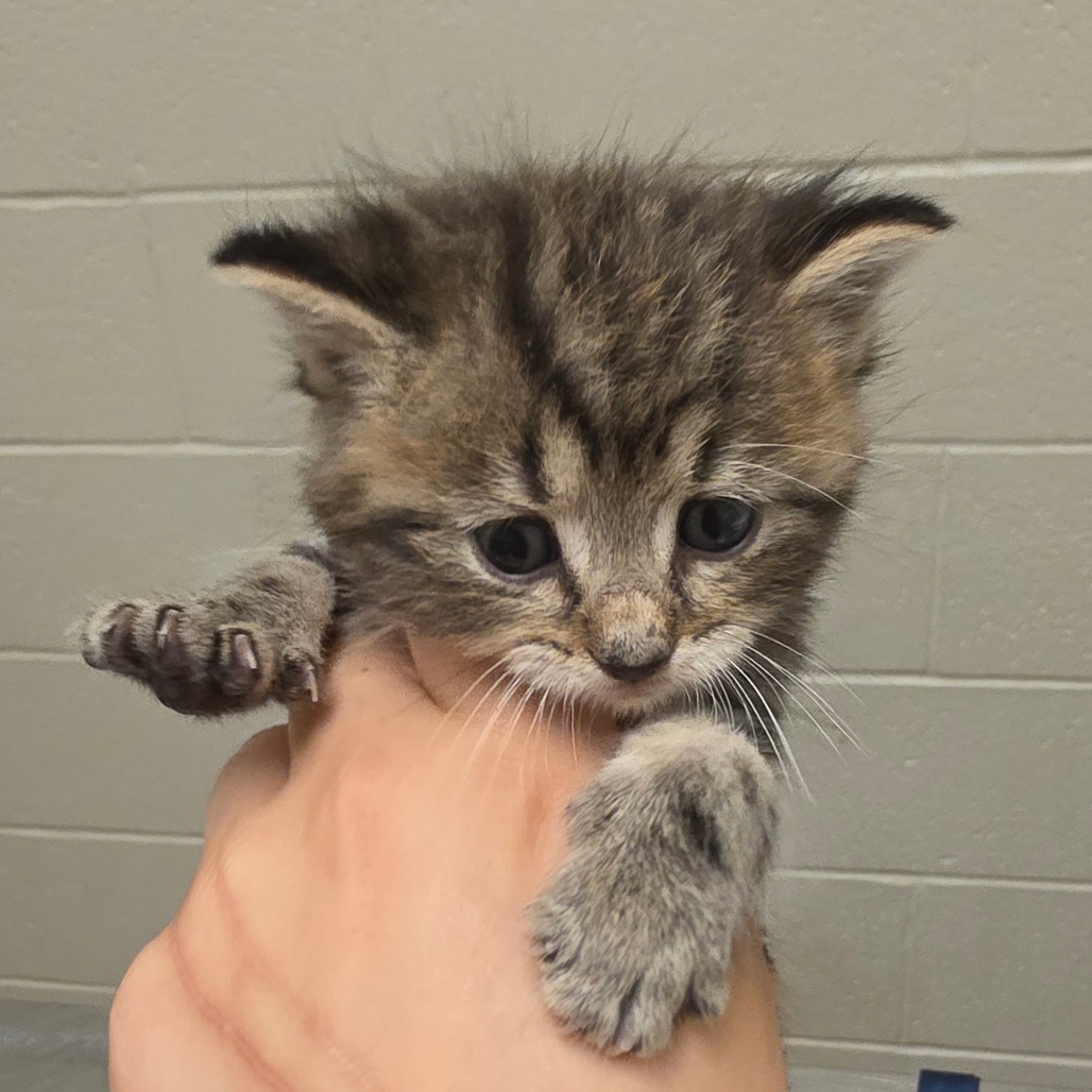 Shelter Stray Male Cat last seen , 54687 Co Rd 19, Bristol, IN 46507, USA