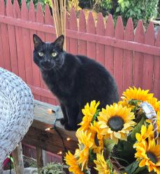 Lost Male Cat last seen 4th st in Bangor pa, Bangor, PA 18013