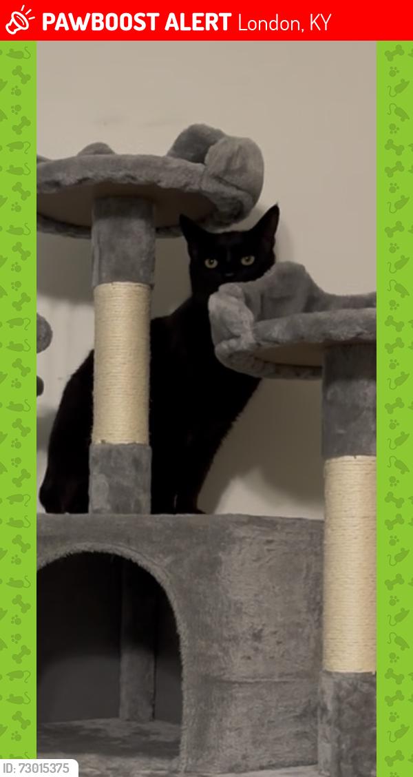 Lost Male Cat last seen Johnson Road , London KY 40741, London, KY 40741