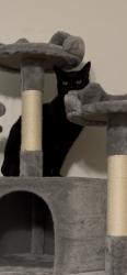 Lost Male Cat last seen Johnson Road , London KY 40741, London, KY 40741