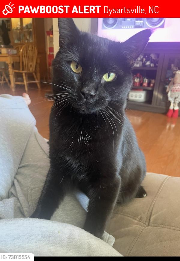Lost Female Cat last seen Near south, Dysartsville, NC 28761