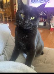 Lost Female Cat last seen Near south, Dysartsville, NC 28761