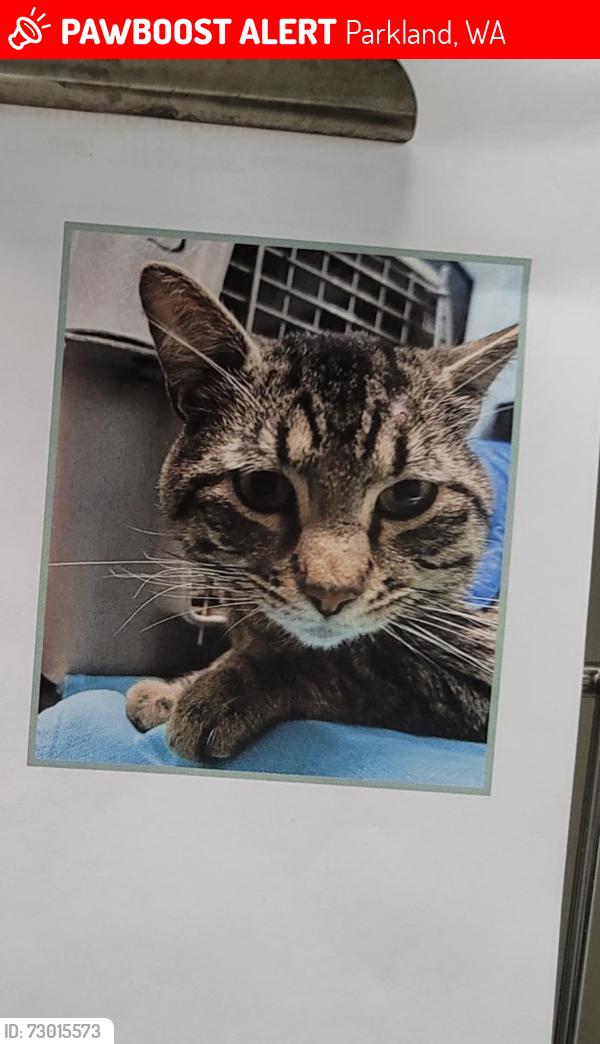Lost Female Cat last seen Right before the bridge on 138 S E, Parkland, WA 98445