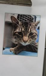 Lost Female Cat last seen Right before the bridge on 138 S E, Parkland, WA 98445