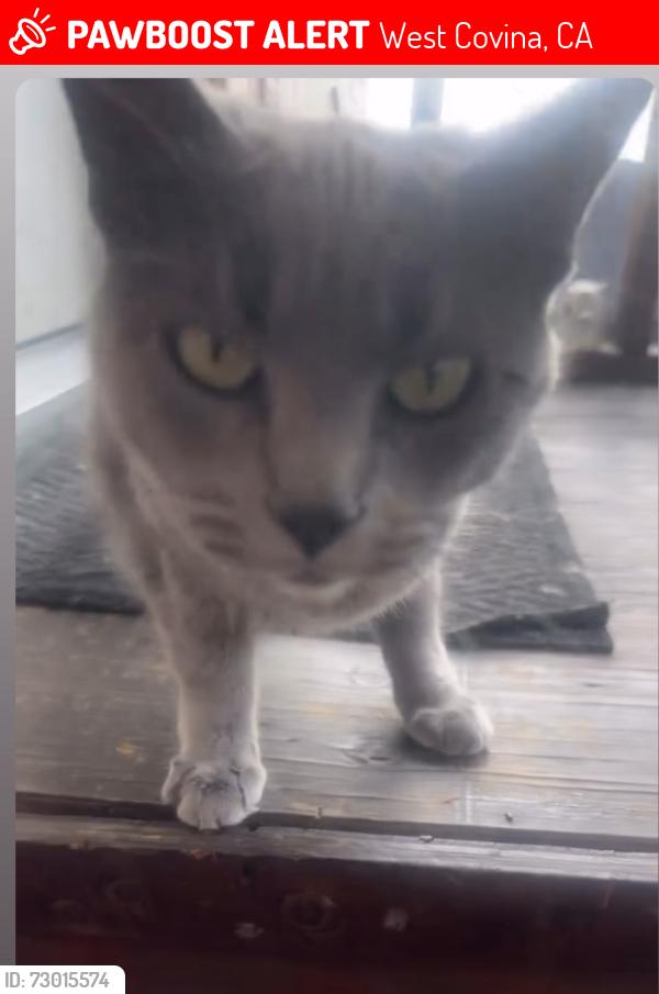 Lost Female Cat last seen Valley blvd , West Covina, CA 91792