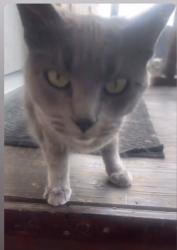 Lost Female Cat last seen Valley blvd , West Covina, CA 91792