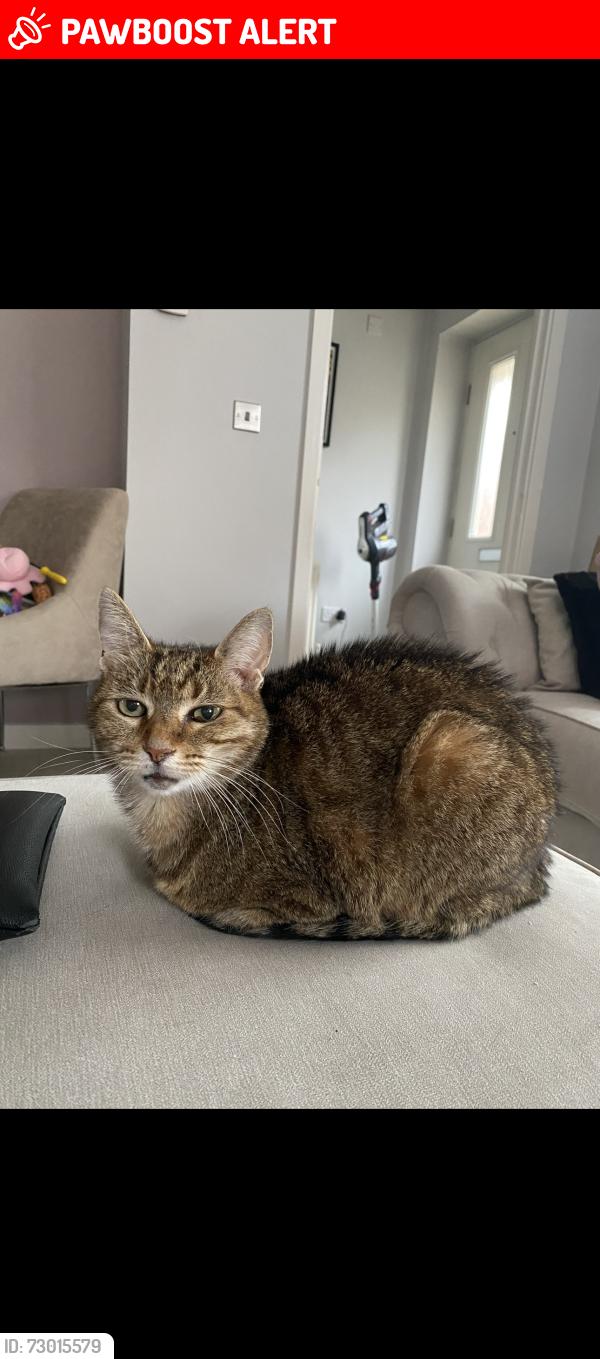 Lost Female Cat last seen Appleton Mead , Central Bedfordshire, England SG18 8HS