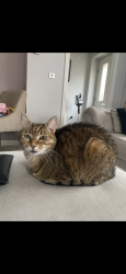 Lost Female Cat last seen Appleton Mead , Central Bedfordshire, England SG18 8HS