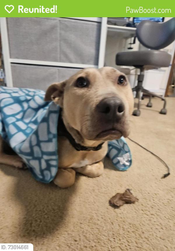 Reunited Male Dog last seen Tigard High School, Tigard, OR 97224