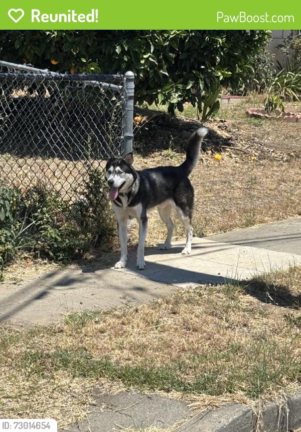 Reunited Unknown Dog last seen University and 14th, Union City, CA 94555
