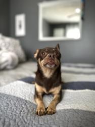 Reunited Female Dog last seen Knollwood drive/Flat Rock Rd, Henry County, GA 30281