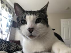 Lost Male Cat last seen Manor road, Honey Brook, PA 19344