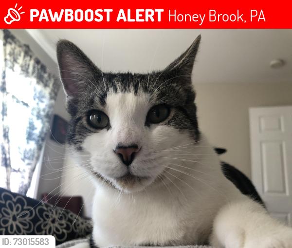 Lost Male Cat last seen Manor road, Honey Brook, PA 19344